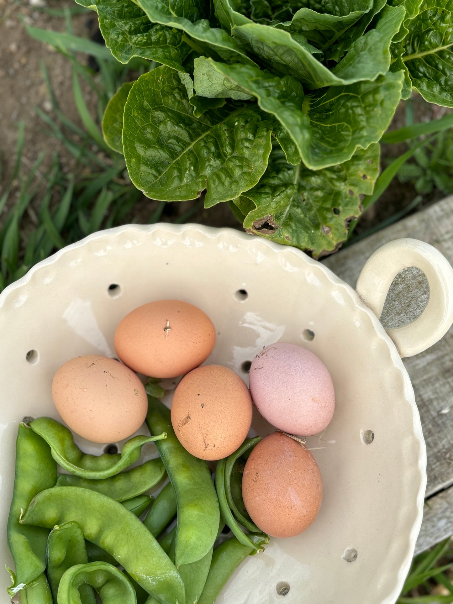 Garden To Table Colander